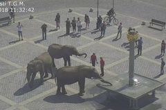 Sloni v Přerově zablokovali kruhový objezd, způsobili chaos v dopravě. Z centra je odvedli strážníci
