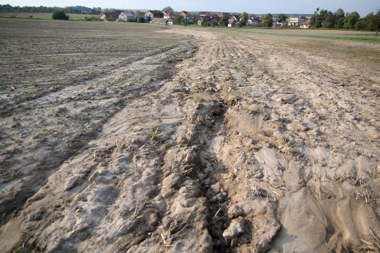 Řepkové pole na Žďársku má kvůi erozi malou vrstvu ornice.