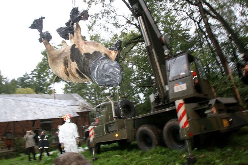 Cvičení hasičů - likvidace chovu krav