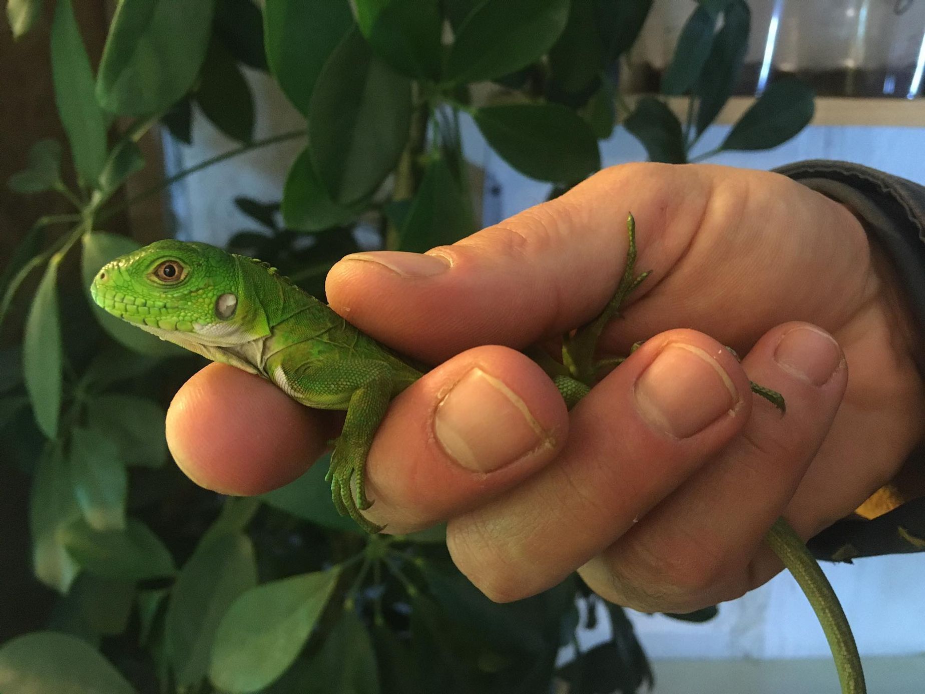 Zoopark Zájezd u Kladna, soukromá zoo, zvířata, chameleon, lemur