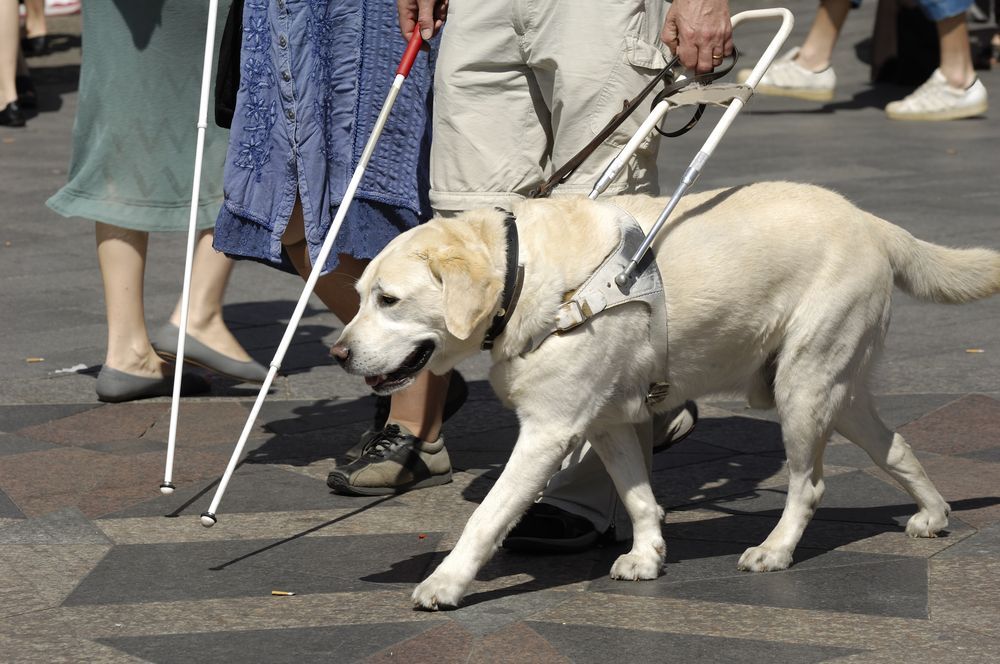 Slepec, slepecký pes, slepota, nevidomý