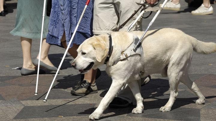 V Česku zcela chybí zákony pro lidi s asistenčními psy, říká zástupkyně ombudsmana