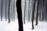 Jitka Hanzlová: Forest, untitled 2000–2005