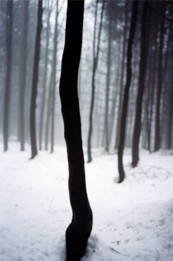Jitka Hanzlová: Forest