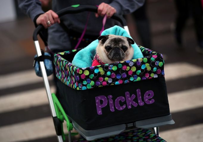 Crufts Dog Show (Birmingham)