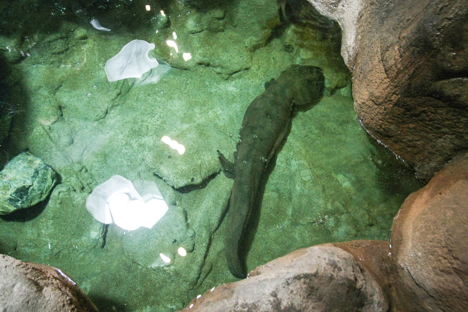 Velkomlokárium