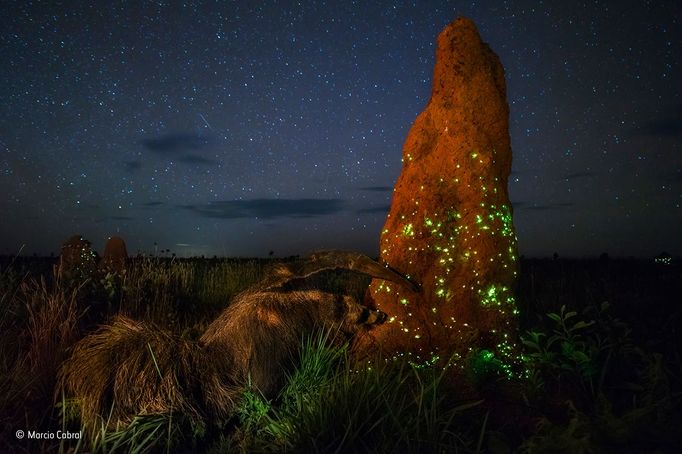 Vítězné snímky ze soutěže Wildlife Photographer of the Year 2017