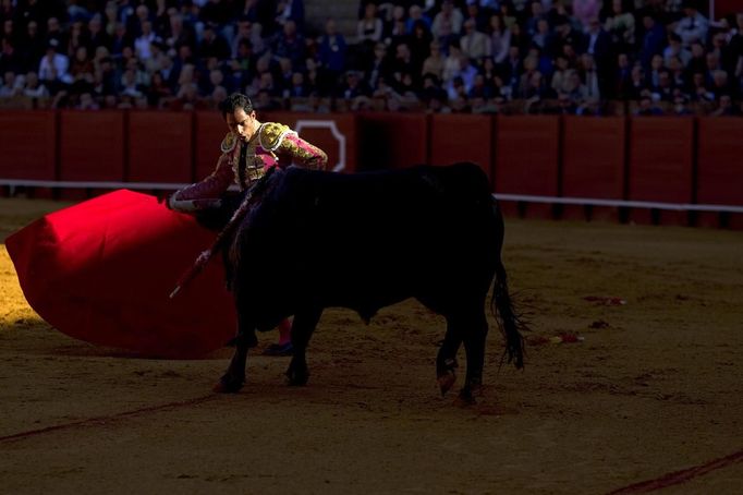 Colombian matador Luis Bolivar prepares to perform a pass to a bull during a bullfight in Seville