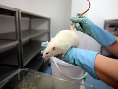 Významným pomocníkem lékařů je laboratorní potkan.