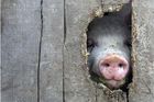 Fuksa chce zařídit "rodné listy" pro maso v Česku i EU