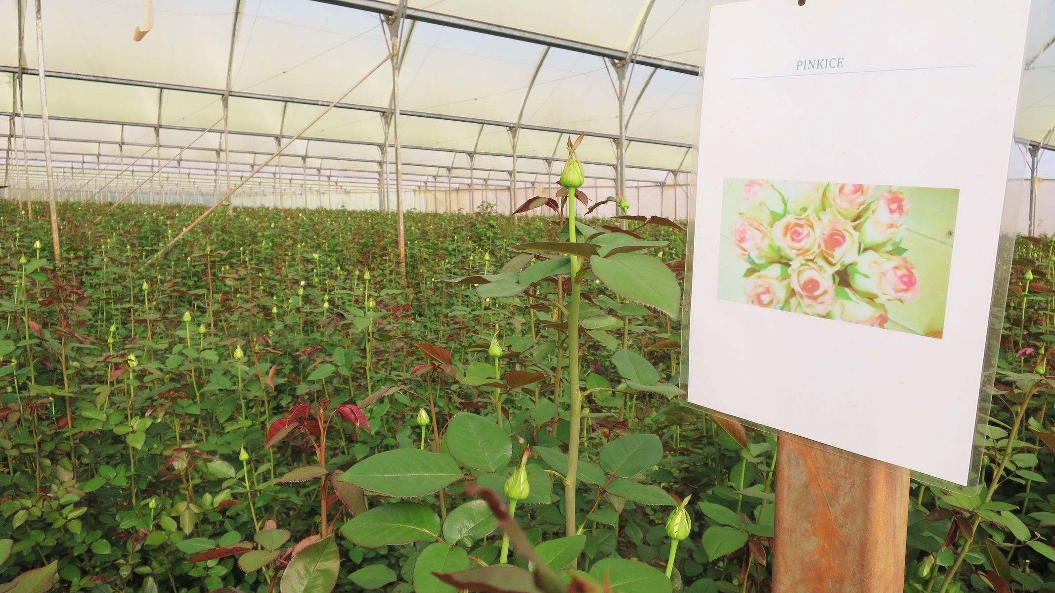 Farma na řezané růže v Keni