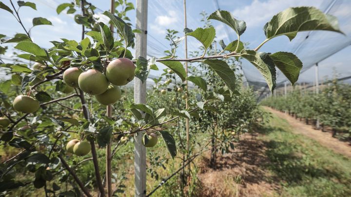 Sklizeň ovoce kvůli mrazům i suchu loni klesla o čtvrtinu, ztráty jsou stamilionové