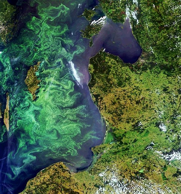 Plankton v Baltském moři