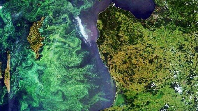 Balt je jedním z nejvíce znečištěných moří vůbec. Snímek plankotonu z léta 2006. Gotland nahoře vlevo.