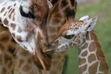 Žirafa Rotchildova jménem Nora se svým čerstvě narozeným mládětem v pražské zoologické zahradě. 
Snímek od Davida W.Černého se vydražil za 12 000 korun.