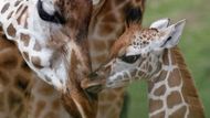 Žirafa Rotchildova jménem Nora se svým čerstvě narozeným mládětem v pražské zoologické zahradě. 
Snímek od Davida W.Černého se vydražil za 12 000 korun.
