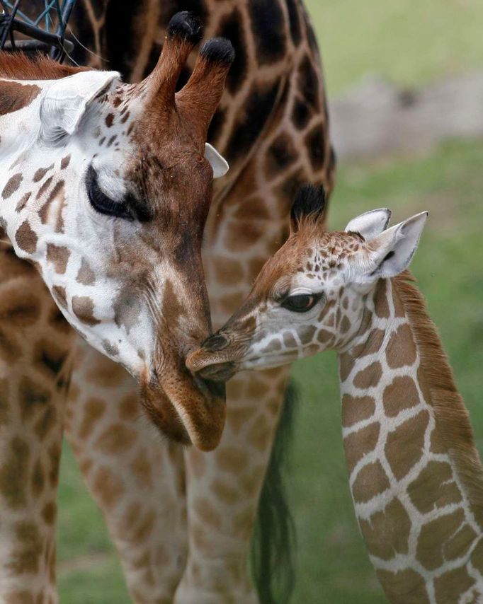 Žirafa Rotchildova jménem Nora se svým čerstvě narozeným mládětem v pražské zoologické zahradě. Malý žirafí sameček se narodil 24. července 2010.