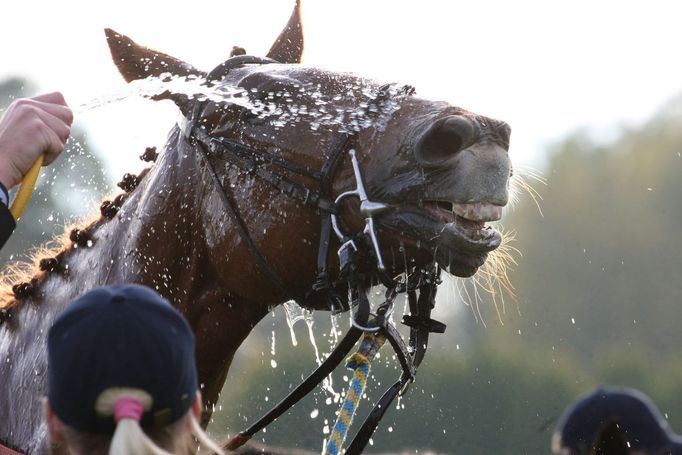 Velká pardubická 2015