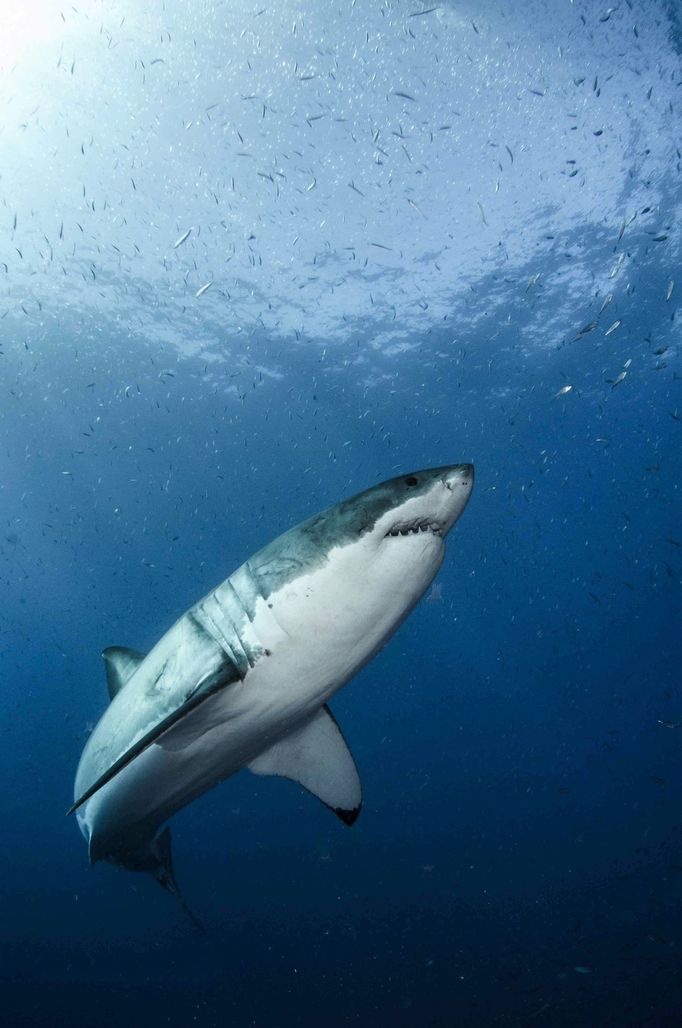 A great white shark is seen in the waters near Guadalupe Island off the coast of Mexico in this 2012 handout photo obtained by Reuters February 18, 2019. Byron Dilkes/Dan