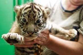 Pražská zoo představila tygří mláďata, jsou to samičky