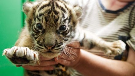 Fotky s tygřím kotětem nebo malou opičkou? Přispíváte k vymírání ohrožených druhů, říká Uhrová