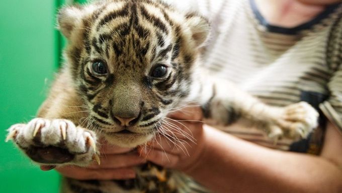 Pražská zoo představila tygří mláďata, jsou to samičky