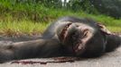 Šimpanzi se i dnes loví na maso a tělesné části.