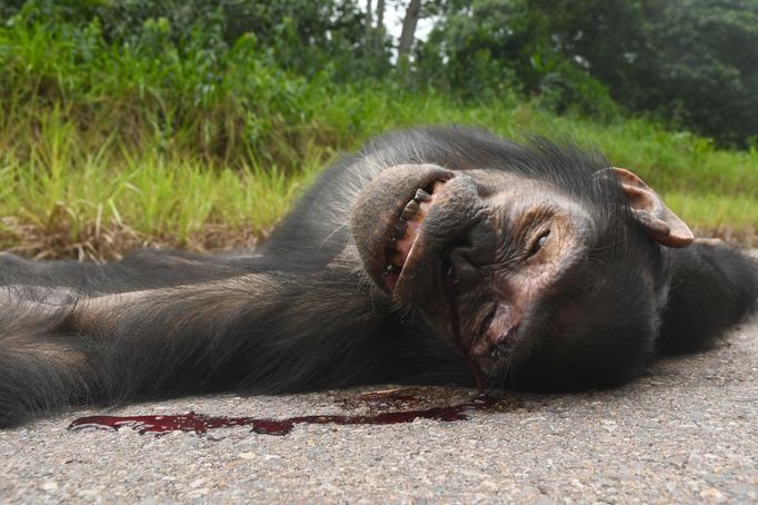 Šimpanzi se i dnes loví na maso a tělesné části.