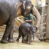 Slůně v ostravské ZOO