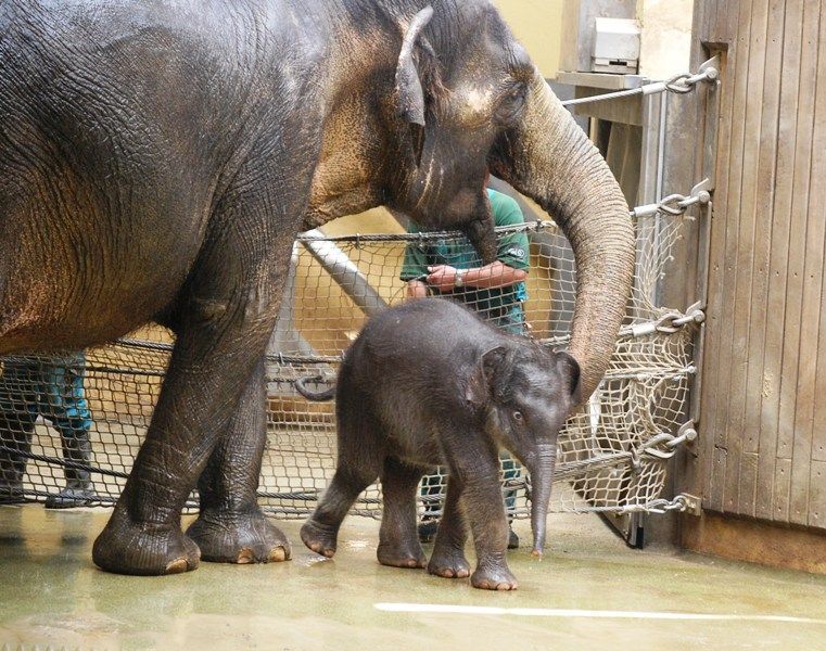 Slůně v ostravské ZOO