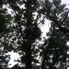 Paraglidista uvízl ve větvích