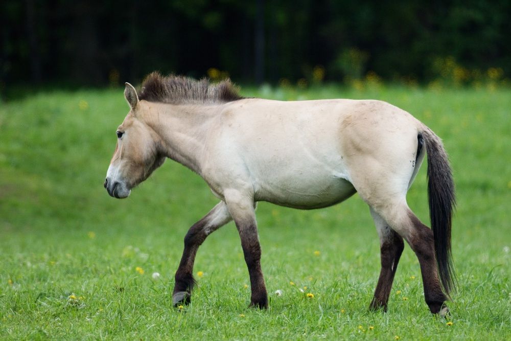 Převaláci pro Mongolsko