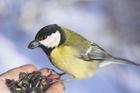 O víkendu proběhne historicky první sčítání ptáků v Česku. Zapojit se může každý