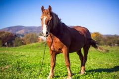 Policie ve Francii vyšetřuje záhadné případy znetvořování koní. Může jít i o rituál