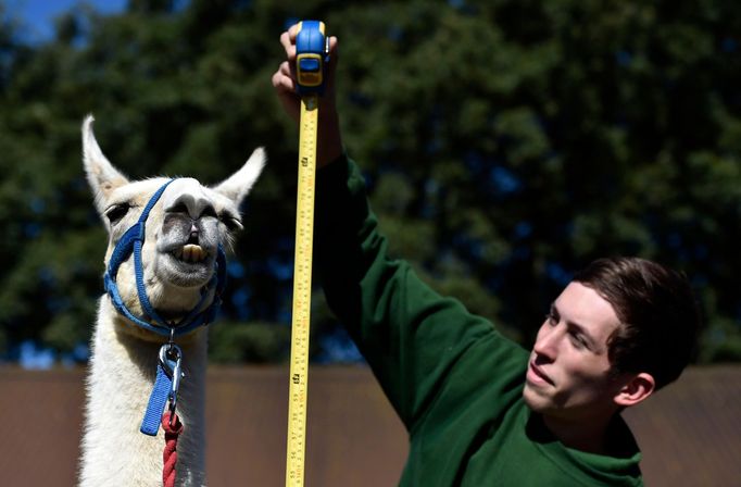 Každoroční měření a vážení zvířat v londýnské Zoo