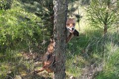 Pražští strážníci osvobodili lišku uvízlou v plotě. Než ji ale stihli chytit do sítě, prchla do lesa