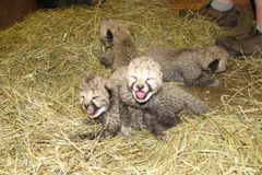 V pražské zoo se narodila gepardí šesterčata