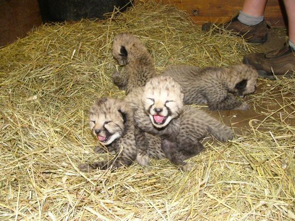 V pražské zoo se narodilo šest gepardů