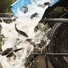 FishFest
