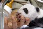 Řeč je o dvojčatech pandy, která se na začátku září narodila v madridské zoo.