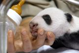 Řeč je o dvojčatech pandy, která se na začátku září narodila v madridské zoo.