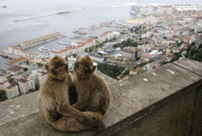 Opice na vrcholku gibraltarské skály