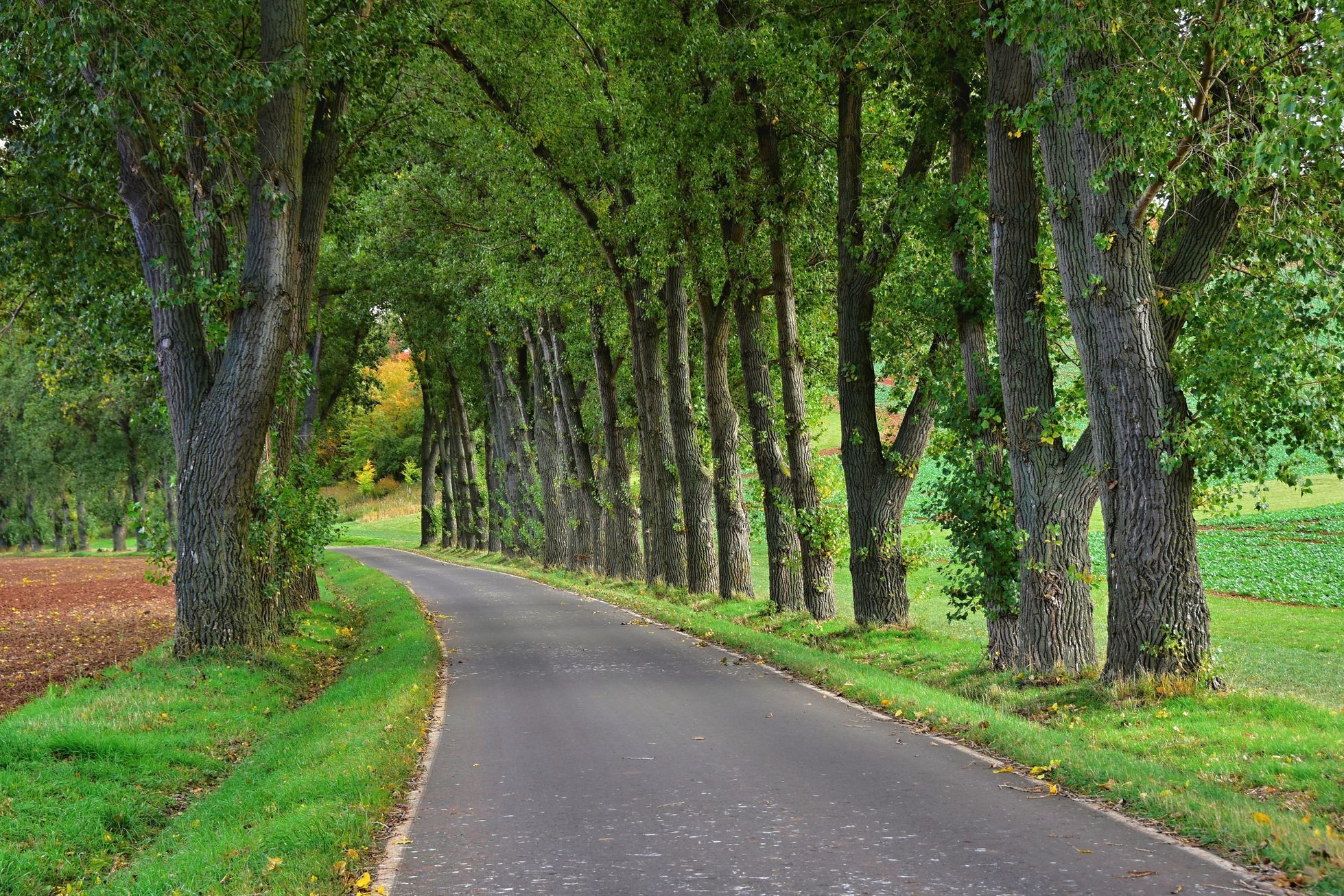 Soutěžní snímky Alej roku 2022
