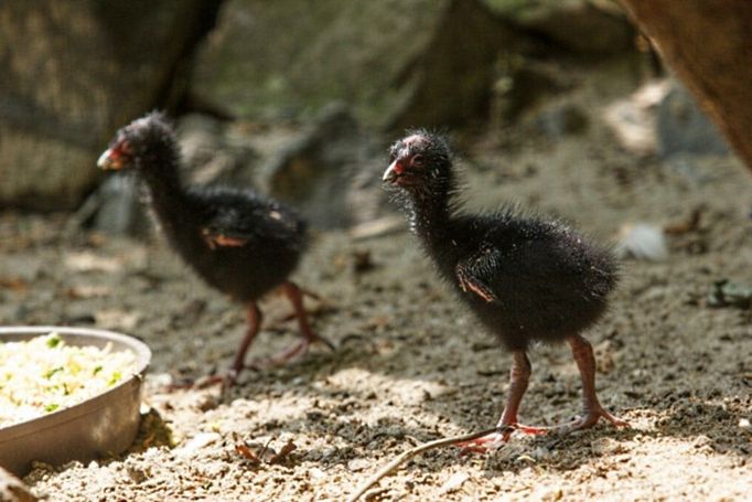 V jedné z pěti voliér ptáků Tibetu a Číny v ostravské zoologické zahradě odchovává pár slípek šedohlavých své první potomky. Mláďata se vylíhla 10. července 2013. Slípka šedohlavá je v dospělosti nápadná svým sytě modrým zbarvením peří a dlouhými prsty nohou.