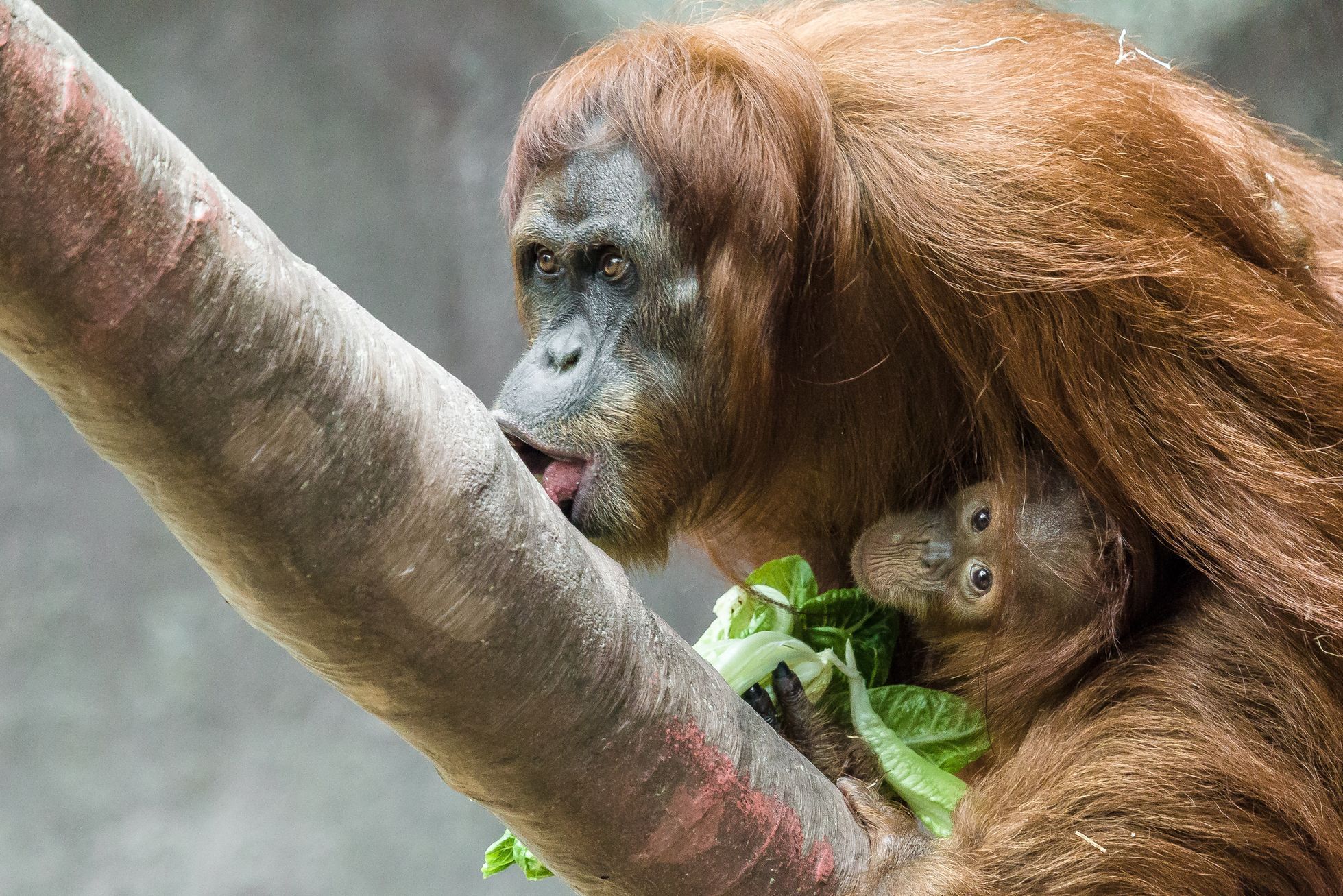 Zoo Praha, nová sezona 2015