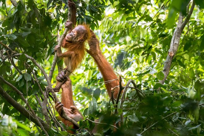 Wildlife Photographer of the Year, nominace na cenu veřejnosti