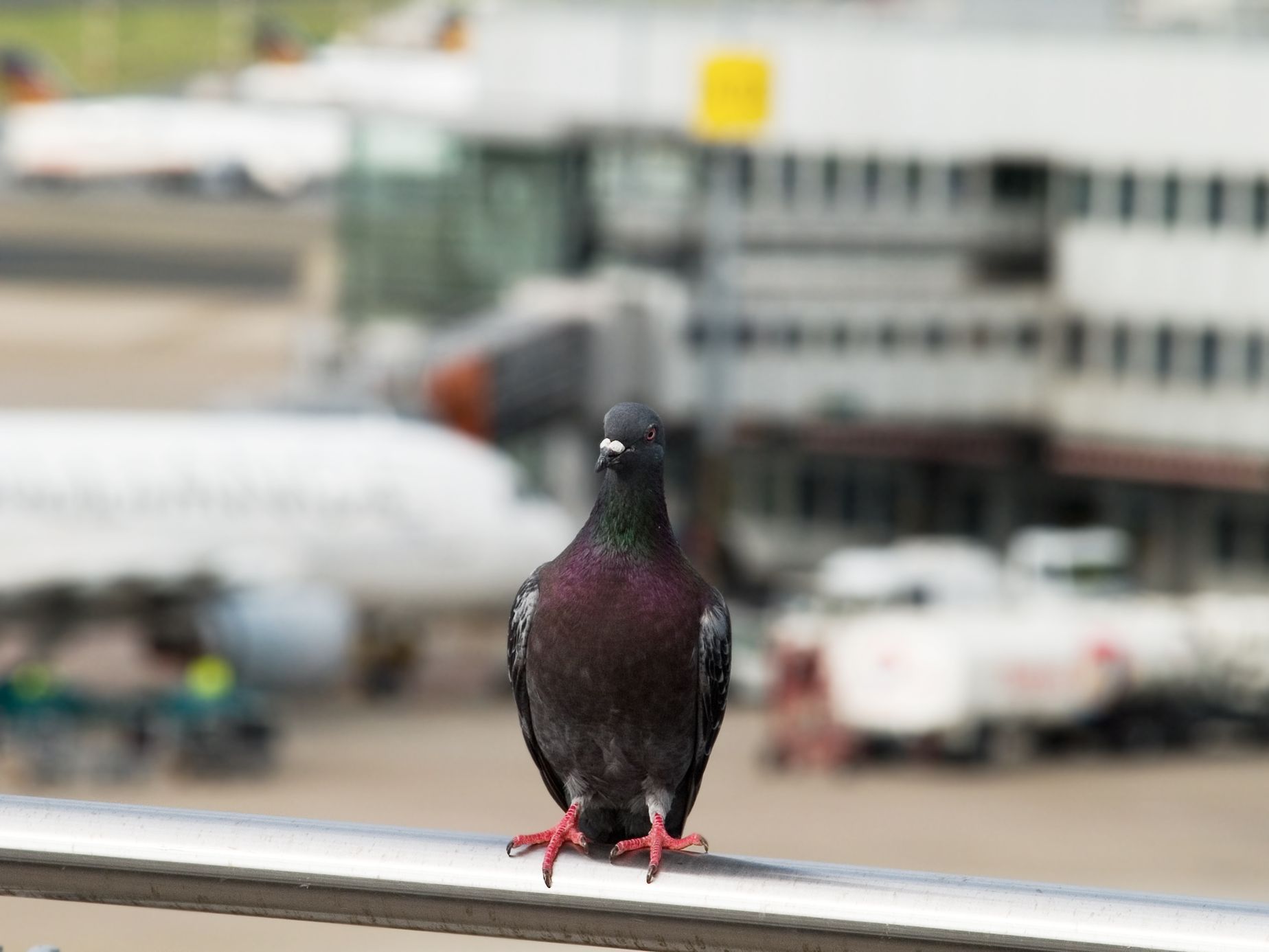 Letadlo - letiště - pták - holub