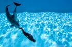Delfíni v Česku. Bechyně chce akvapark za 200 milionů