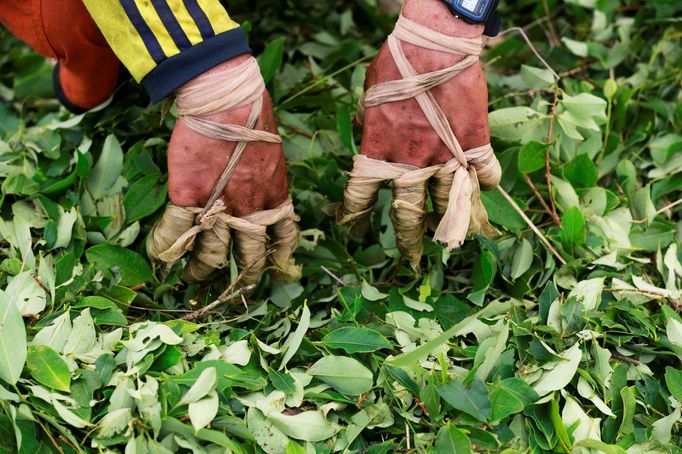 Obchod s drogami v jihoamerické Kolumbii kvete. Na více než 460 000 akrech kolumbijské půdy stále roste koka. Žádná jiná plodina zemědělcům nevydělá tolik peněz.