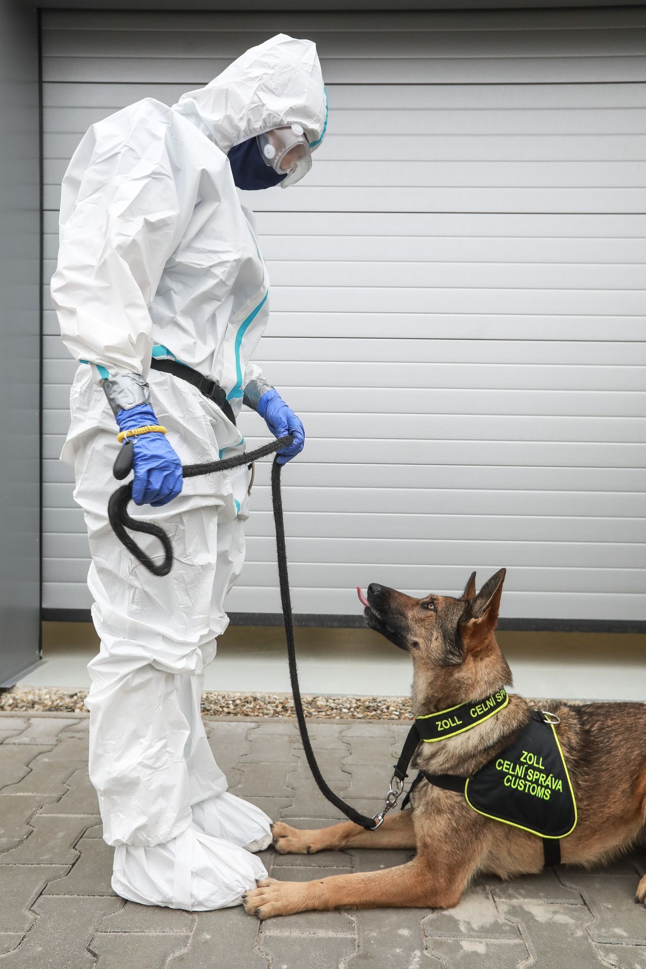 Psi, co poznají koronavirus - celní správa, pes, celník, bombočuch